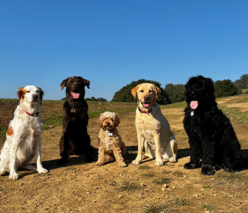 4 dogs sitting blue sky