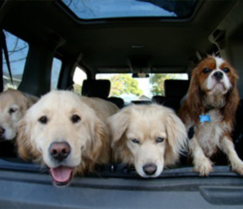 dogs in vehicle