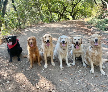 dogs on a trail